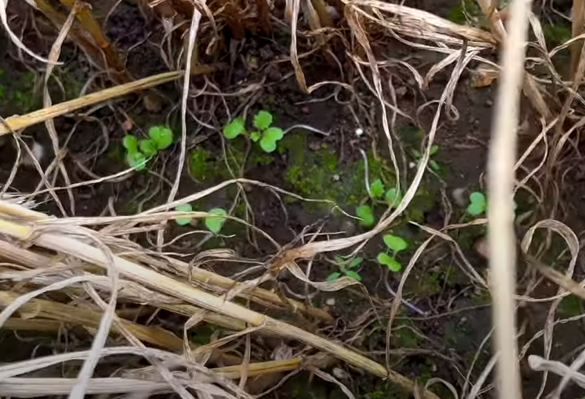 Second crop sowing in established crops