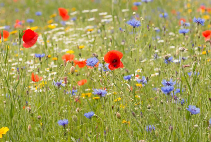 Wild Flower Mix