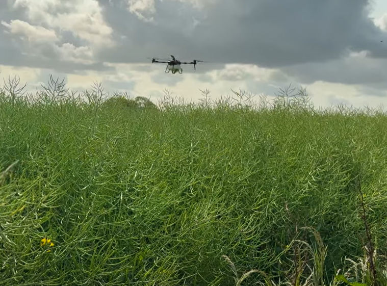 A Podstick pod sealant applied to OSR by drone