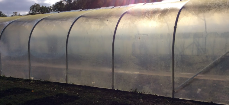Remove algae from polytunnels